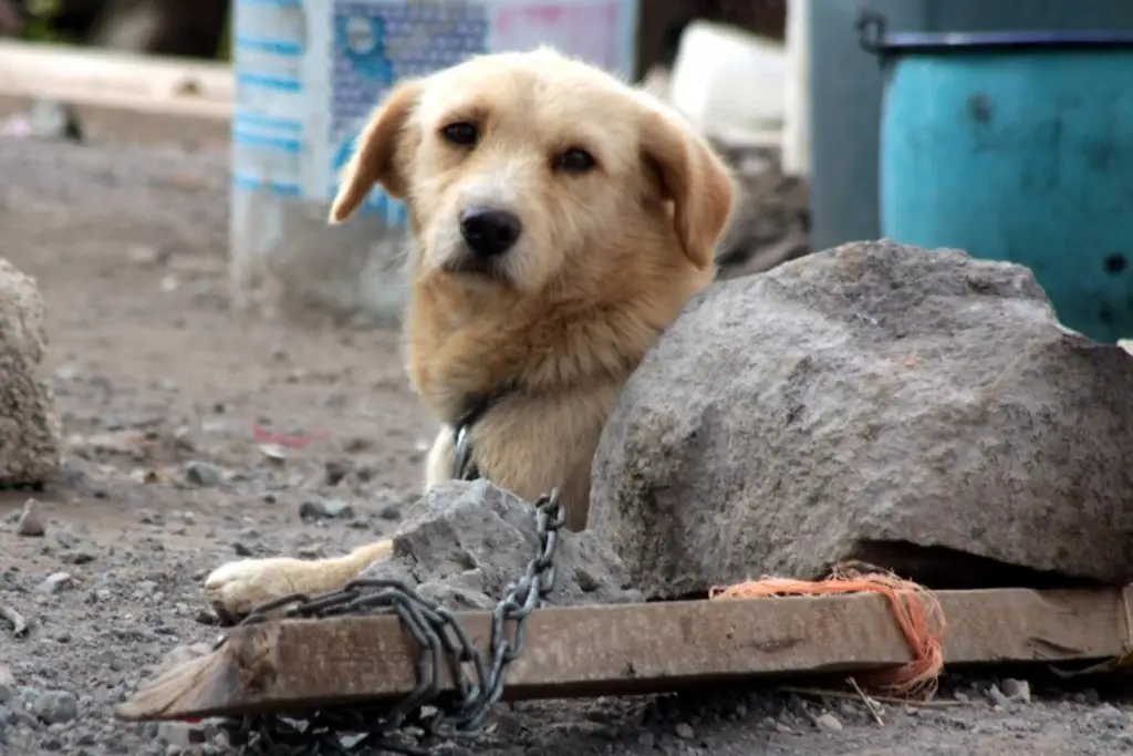 ¿Cómo proteger a las mascotas de la pirotecnia?