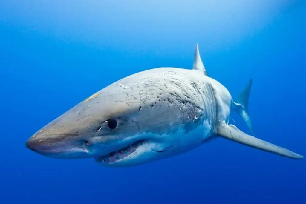 Tiburón mata a adolescente