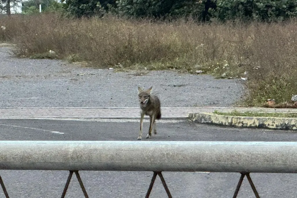 Avistan Coyote en el puerto de Veracruz