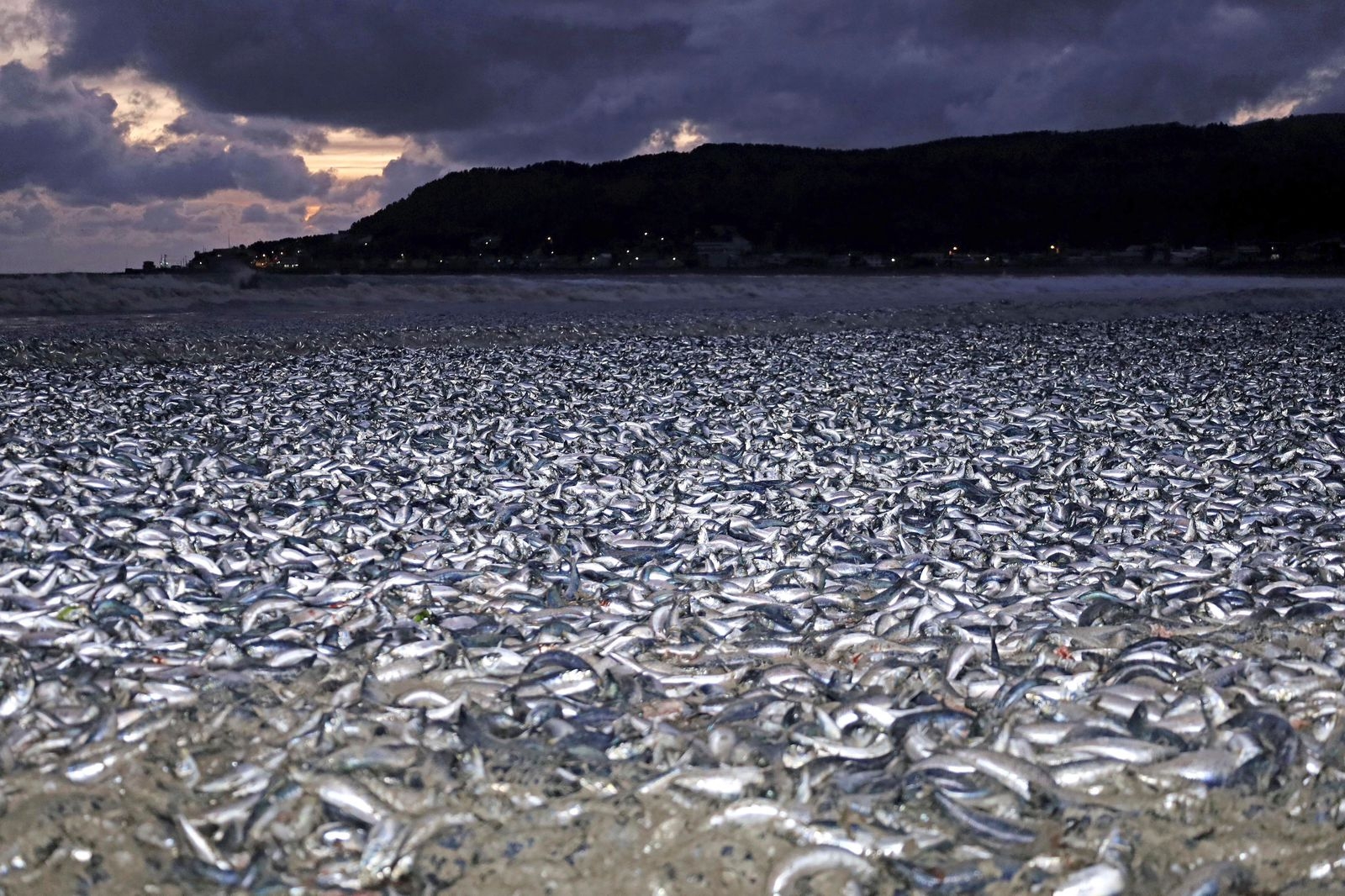 Aparecen miles de sardinas muertas en Japón