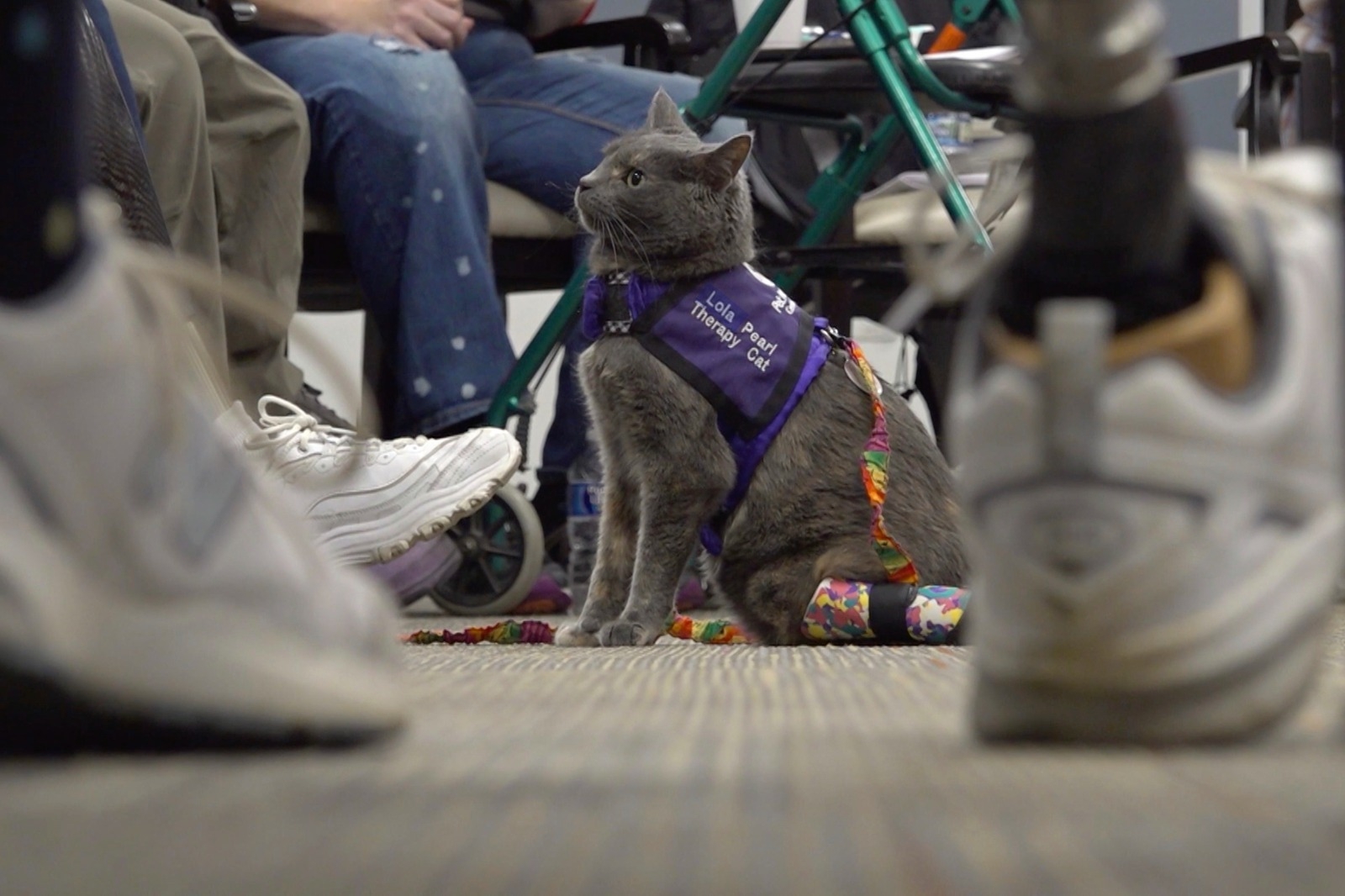 Terapia con gatos: así apoyan a enfermos y ancianos