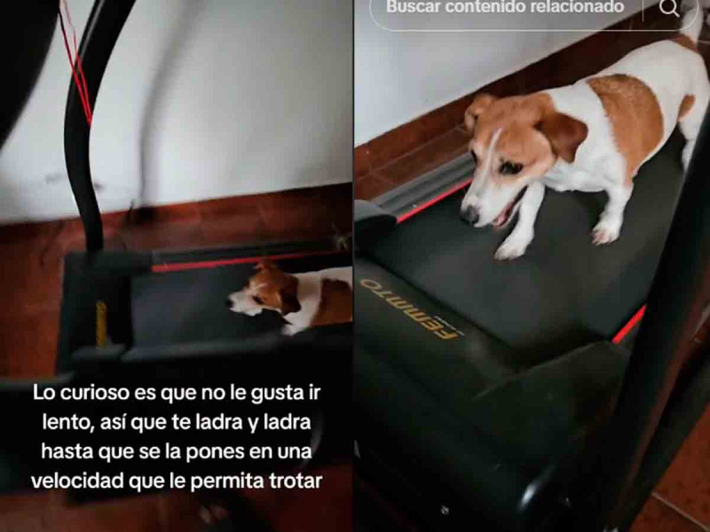 Perrita fitness se enoja si no va rápido en la cinta de correr