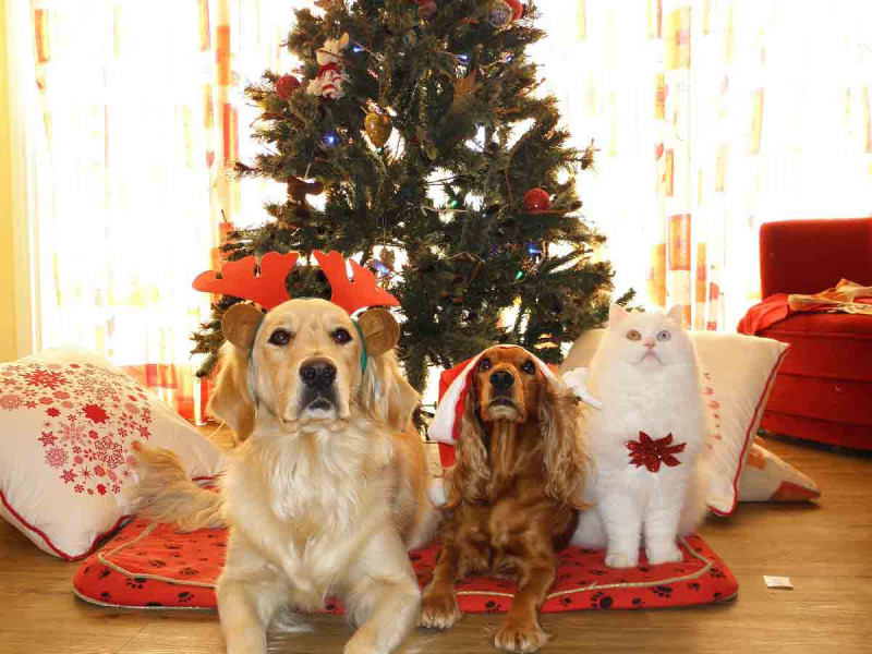 ¿Qué peligros corren las mascotas durante las celebraciones de Navidad?