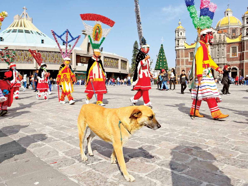 Mundo patitas rescata perros de la Basílica de Guadalupe