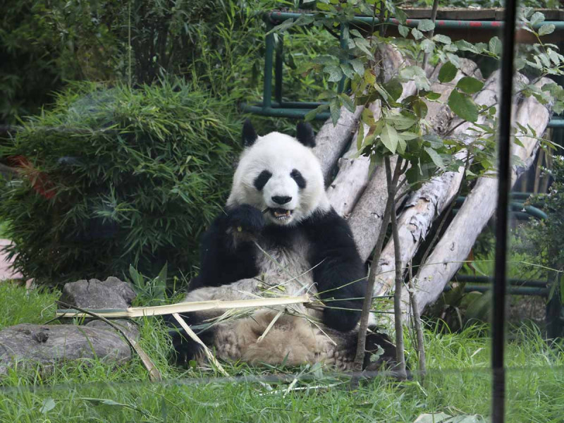 Además de ajolote frito, restaurante japonés también ofrece tortuga y hasta oso panda