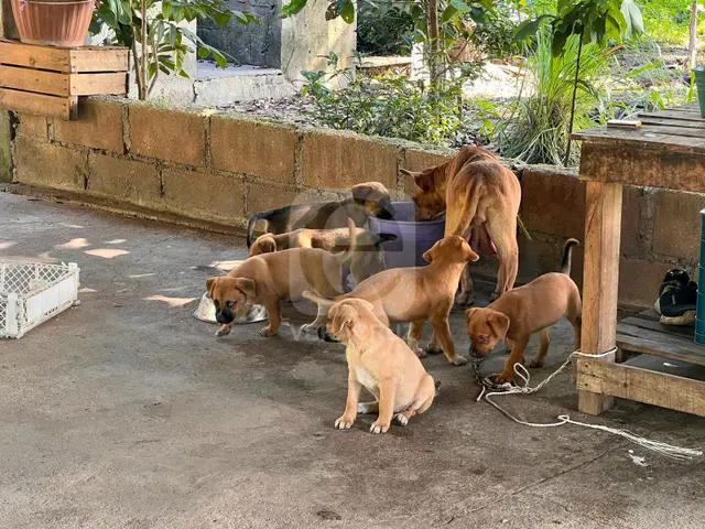 Duele verlos morir: a María le envenenaron a seis perritos en Mina