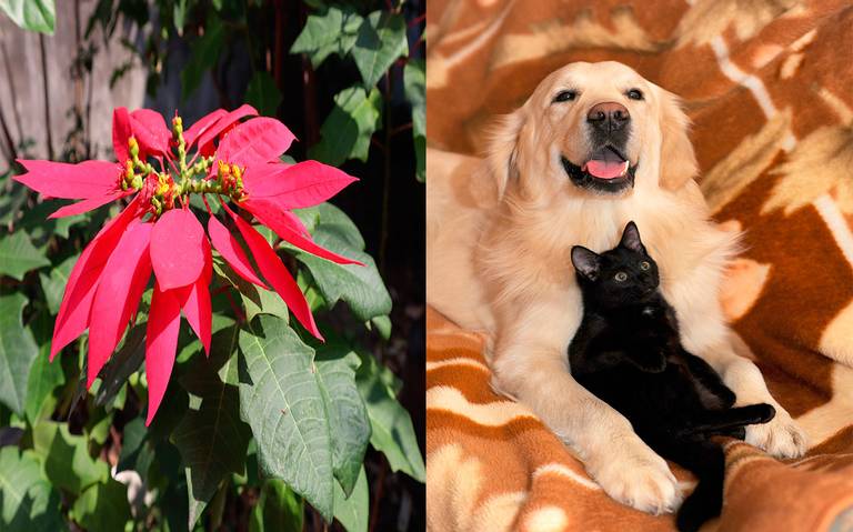 ¿La Flor de Nochebuena es tóxica para perros y gatos?