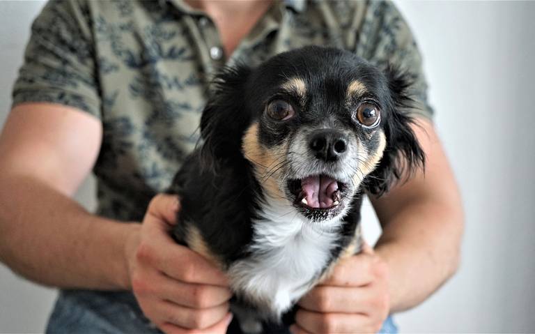 Te contamos cómo aminorar el susto de perros y gatos por pirotecnia