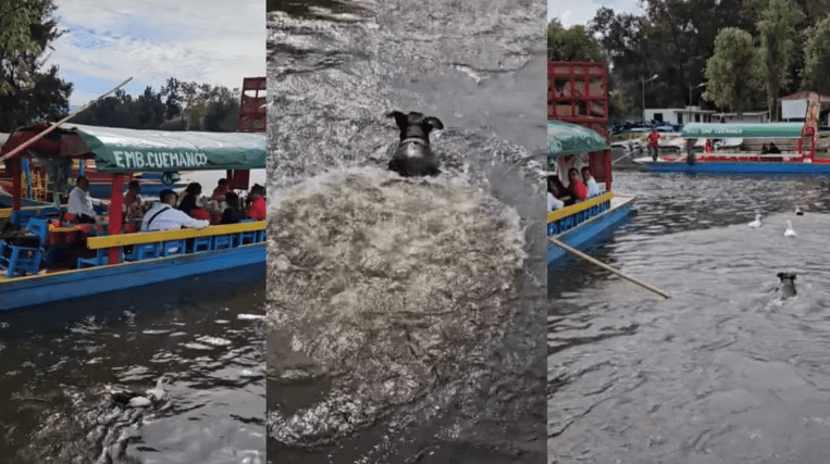 Perrito se lanza al canal de Xochimilco y se hace viral