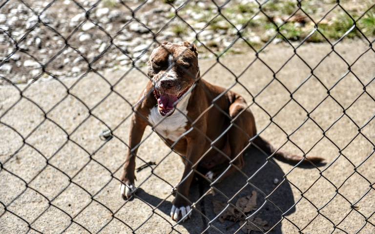 ¡No regales mascotas en navidad! Animalistas explican las consecuencias