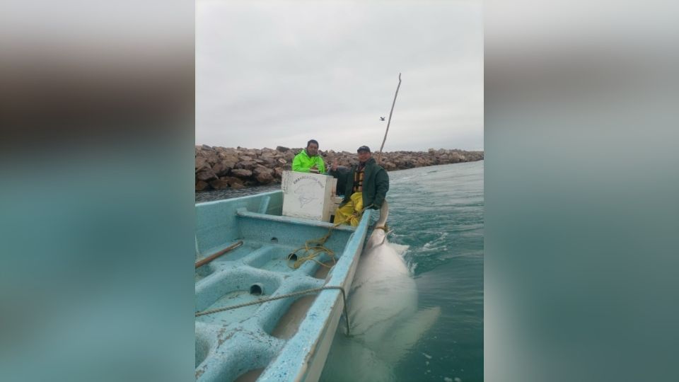 Capturan a gigante tiburón de 300 kilos en las costas de Tamaulipas