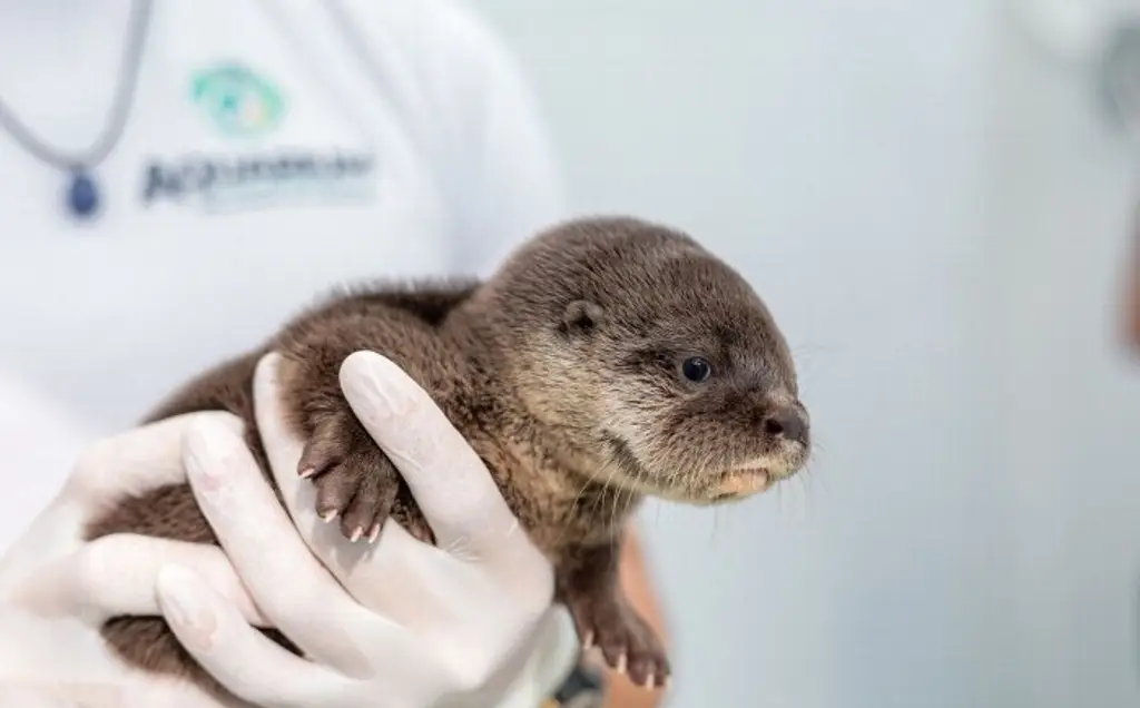 Rescatan y resguardan cría de nutria en Veracruz