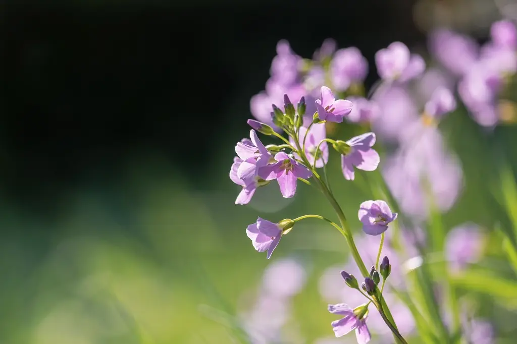 Descubren orquídea que crece a más de 3.5 metros de altura