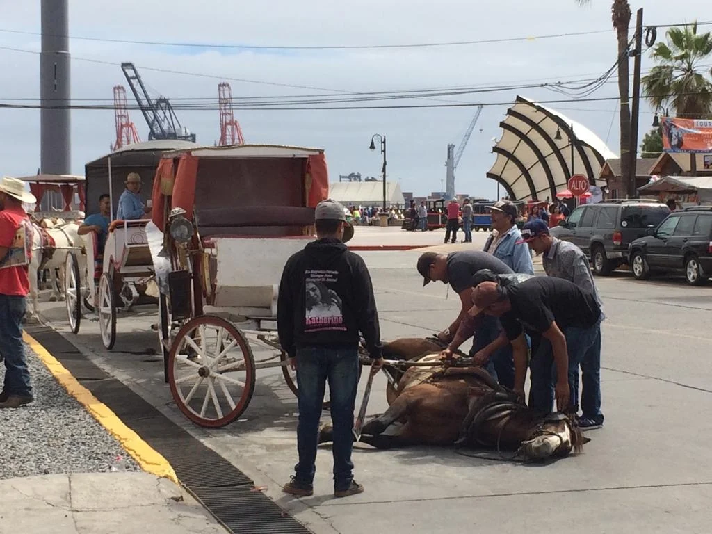 Por maltrato animal, prohibirán calandrias jaladas por caballos en BC