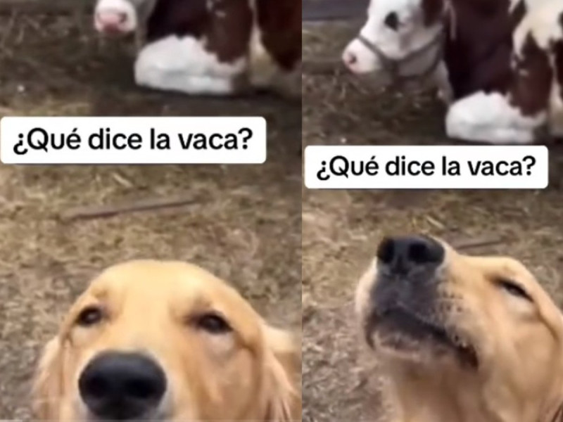 Perrito se vuelve viral por creerse una vaca; ¡sabe mugir!