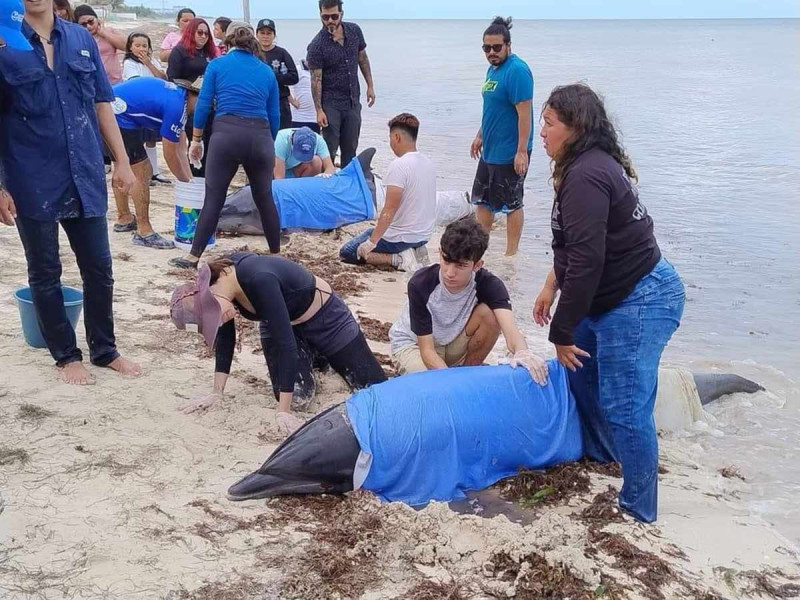 Rescatan a dos delfines varados en Telchac Puerto, Yucatán