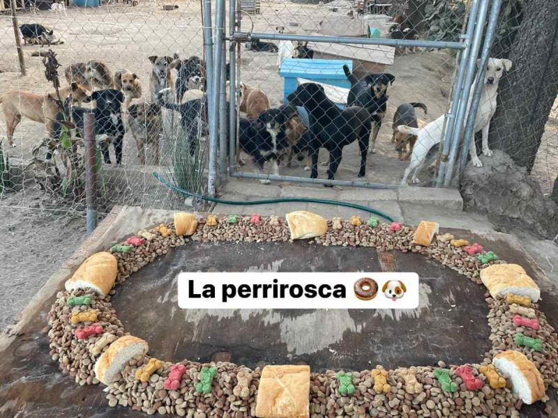 Perritos rescatados comieron una ‘perrirosca’ para celebrar el Día de Reyes; «se lo merecen»