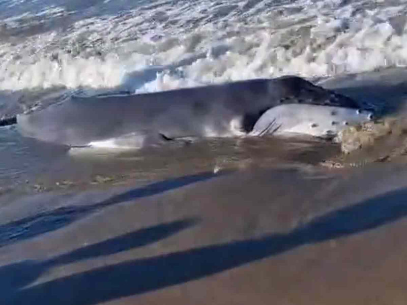 Muere cría de ballena jorobada en Nayarit; era una hembra de casi 4 metros de largo