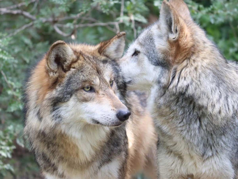 ‘Garita’ es la mejor hembra de lobo gris mexicano dotada para reproducirse y mantener viva su especie