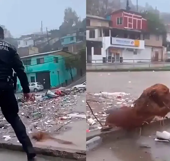 Califican de ‘héroe’ a policía de Tijuana por valiente rescate a un perrito