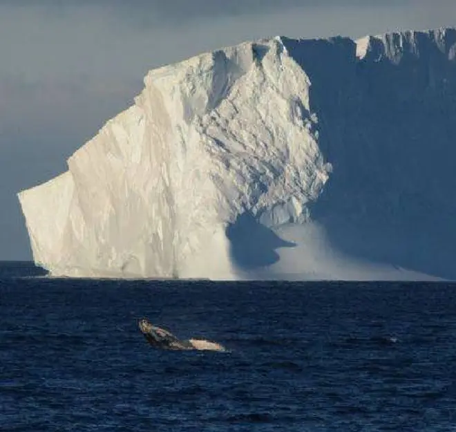 El titánico iceberg A23 continúa a la deriva; amenaza rutas de alimentación de animales