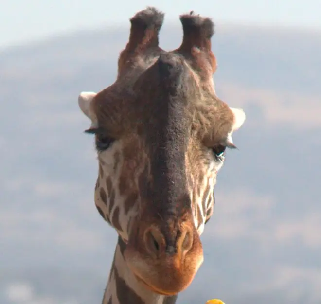 ¿A pan y agua? Ésta es la dieta de la jirafa Benito en el Africam Safari