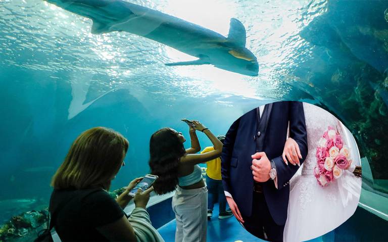 Boda con animales marinos como testigos; requisitos para casarse en el Aquarium