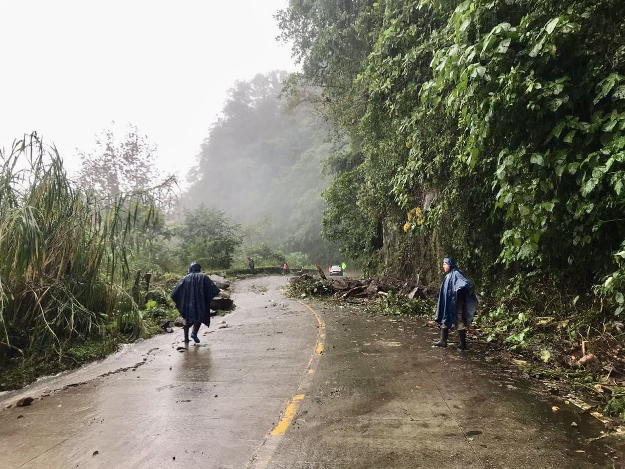 Reforestan con bambú para evitar deslaves carreteros en Yecuatla