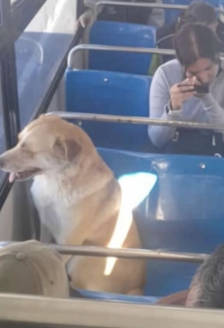 Bobby, el perrito que se hizo viral por perderse y viajar en autobús