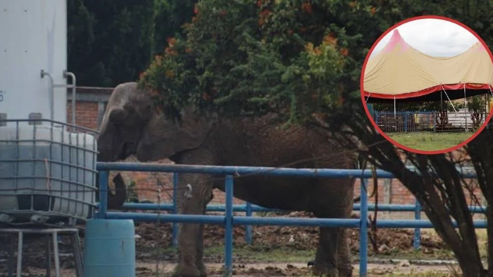 Desnutrida y abandonada, así está una elefanta del Circo Atayde en León