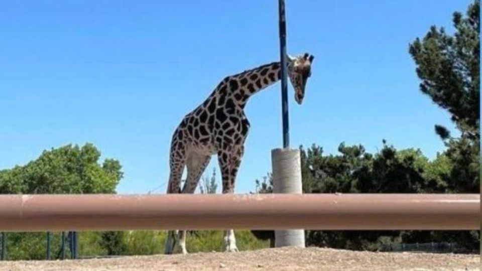 ¿Qué ha pasado con la jirafa «Benito»? Africam Safari reitera su compromiso de recibirla en su parque