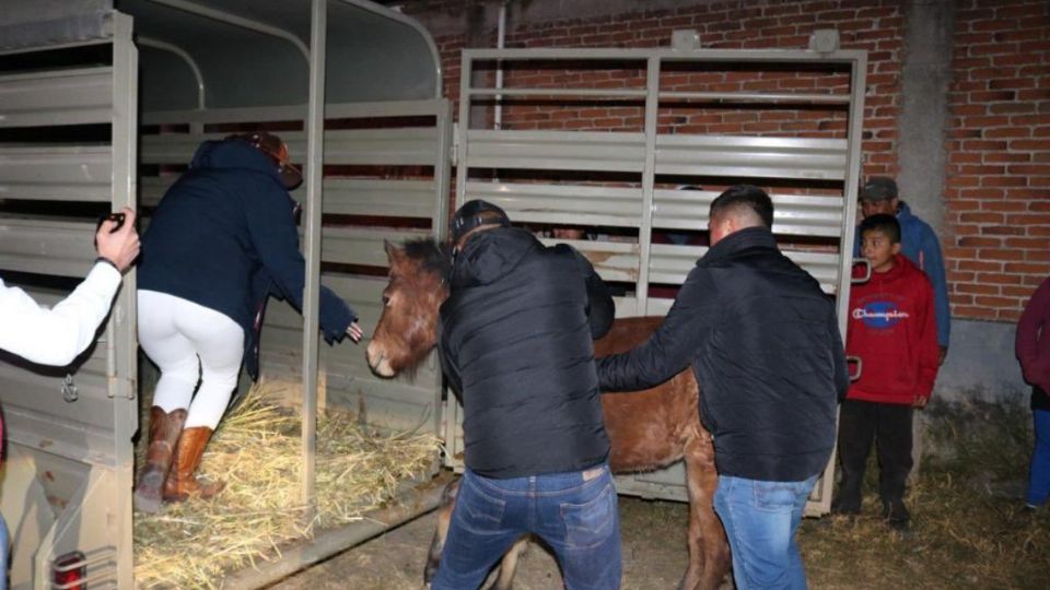 Rescatan a caballito que era golpeado por su dueño en Puebla