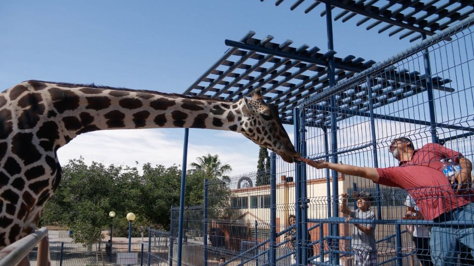 Jirafa «Benito» sí llegará a vivir a Puebla, Africam Safari celebra su traslado