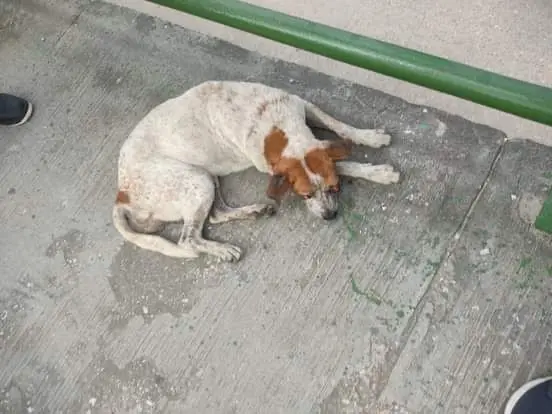 A Manchas se le desprendieron los ojos; fue atropellado en Cosoleacaque