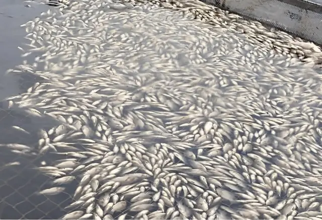 Mueren casi 30 toneladas de Tilapia en Laguna Cabana, en Úrsulo Galván