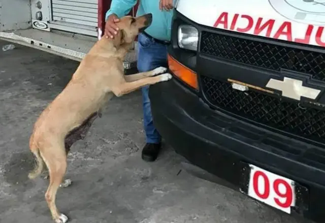 Muere Pancha, entrañable perrita de Protección Civil de Acayucan