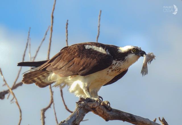 Rescatan en Alvarado a águila Osprey; tenía diábolos en las alas