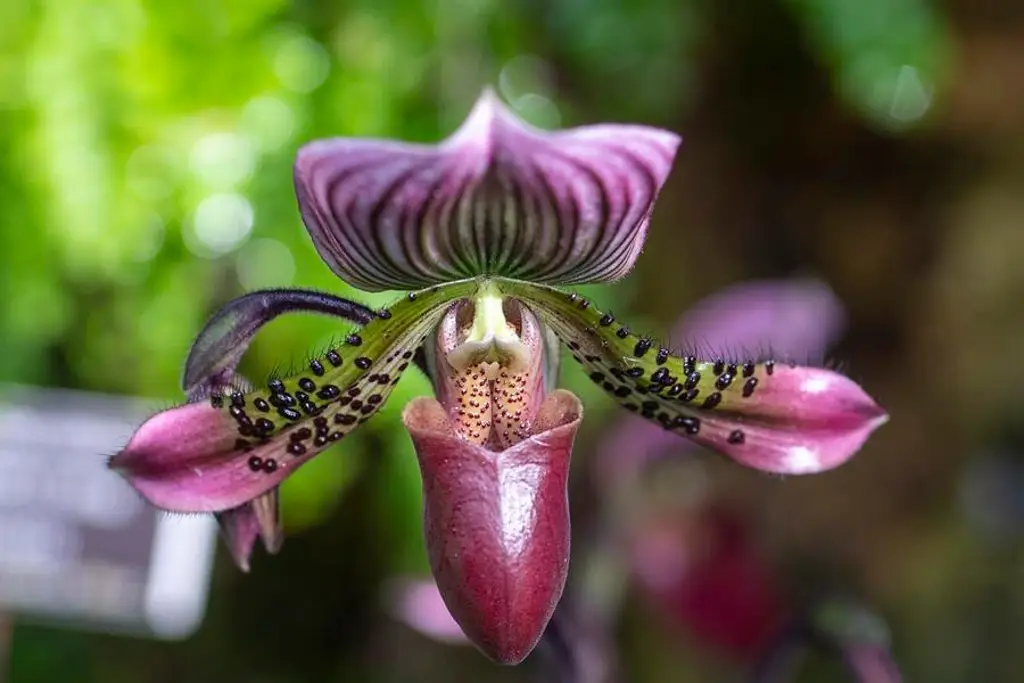 Descubren una nueva especie de orquídea