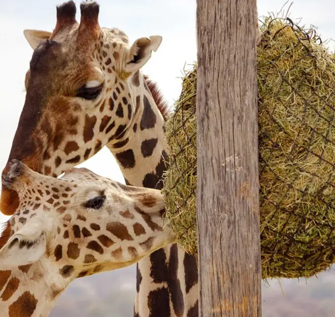 ¿Y tú pa’ cuándo? Benito no esperó al 14 de febrero; ya encontró novia en Africam Safari