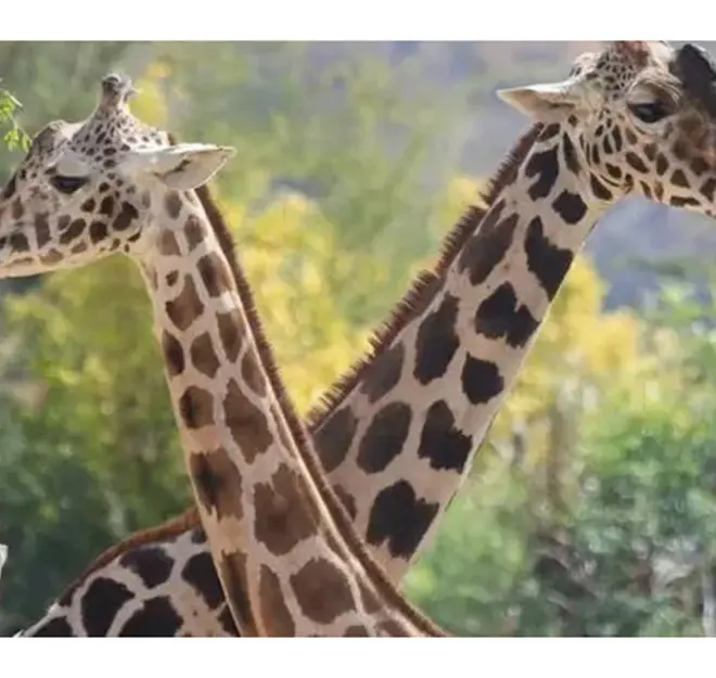 Ella es la jirafa que ‘flechó’ el corazón de Benito en Africam Safari