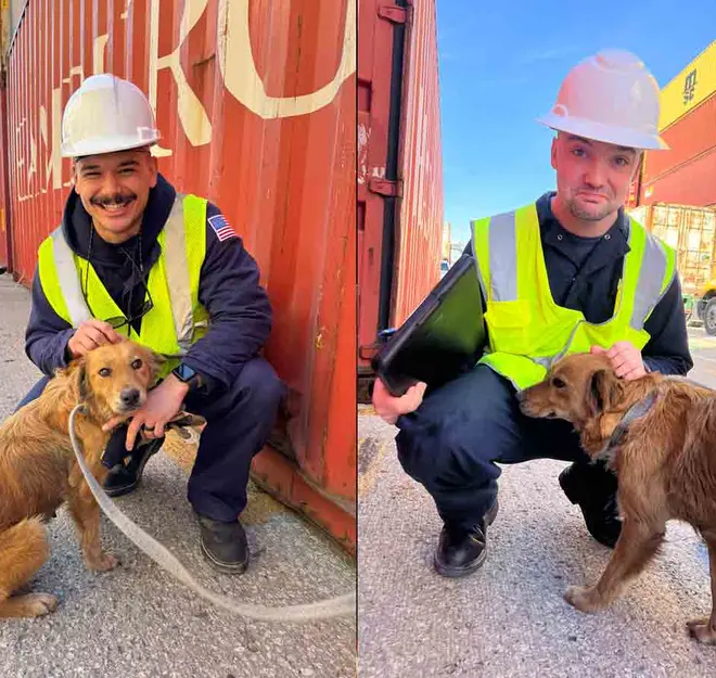 Perrita pasó más de siete días encerrada en un contenedor hasta que la Guardia Costera la rescató