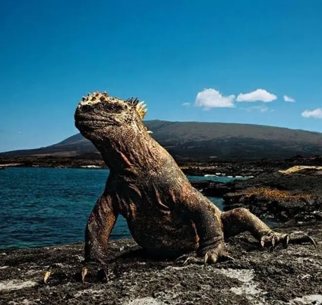 Peligra Islas Galápagos, donde Darwín creó ‘El Origen de las Especies’