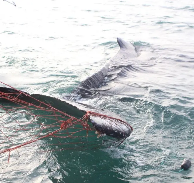 Se prende alerta en hábitat de vaquita marina: aparecen 28 delfines muertos