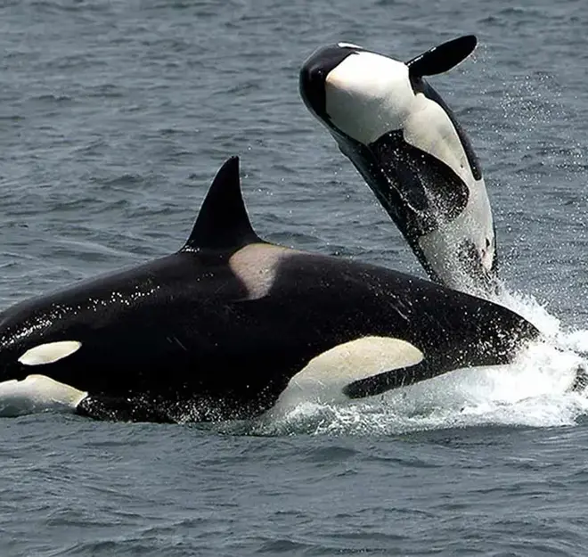 ¿Orcas bravas? Pescadores de Sonora reportan que fueron vistas devorando a una ballena