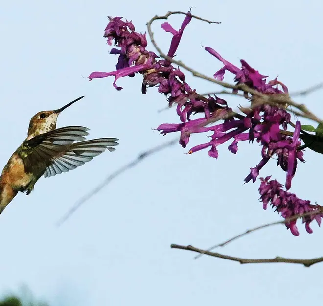 Brujería amaga con desaparecer a colibríes; los venden como amuleto para el amor