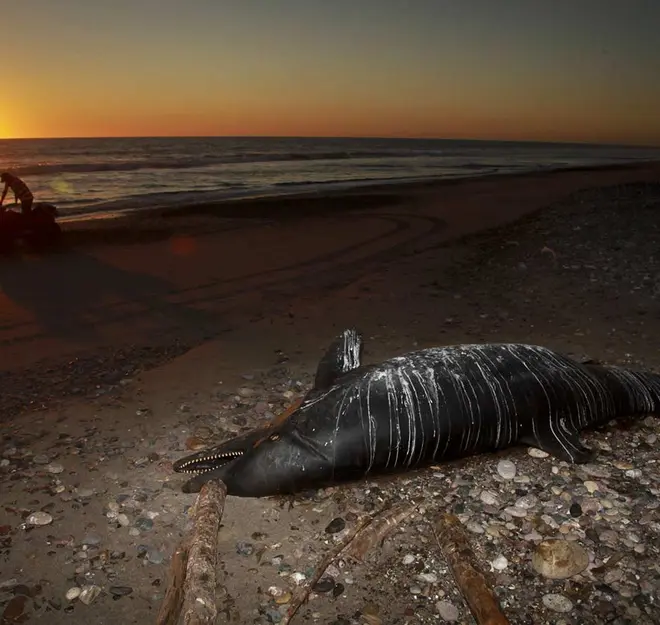 Se eleva a 32 número de delfines muertos en hábitat de vaquita marina en Baja California