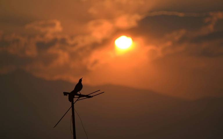 Especies corren peligro por las altas temperaturas en Veracruz