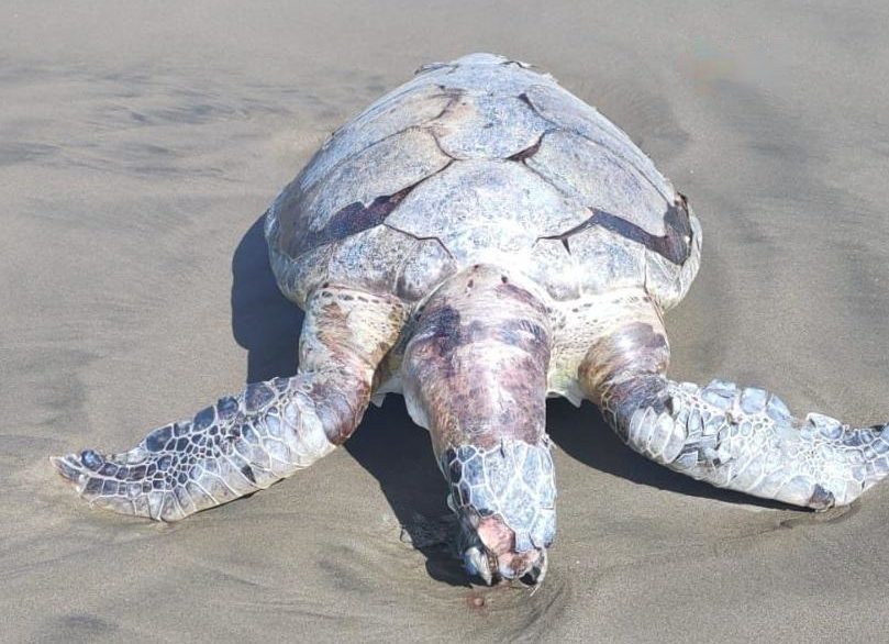 Localizan tortuga marina muerta en playa de Coatzacoalcos