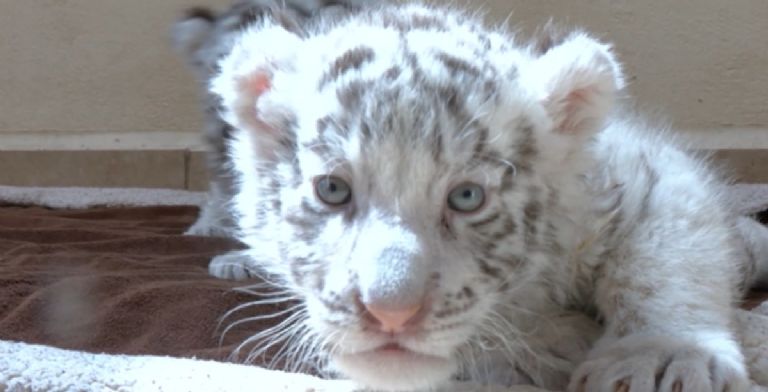 Parque Ecológico de Zacango está de fiesta por el nacimiento de dos hermosos tigres blancos