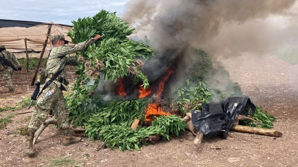 Ejército destruye plantío de marihuana valuado en 50 millones de pesos en Sinaloa